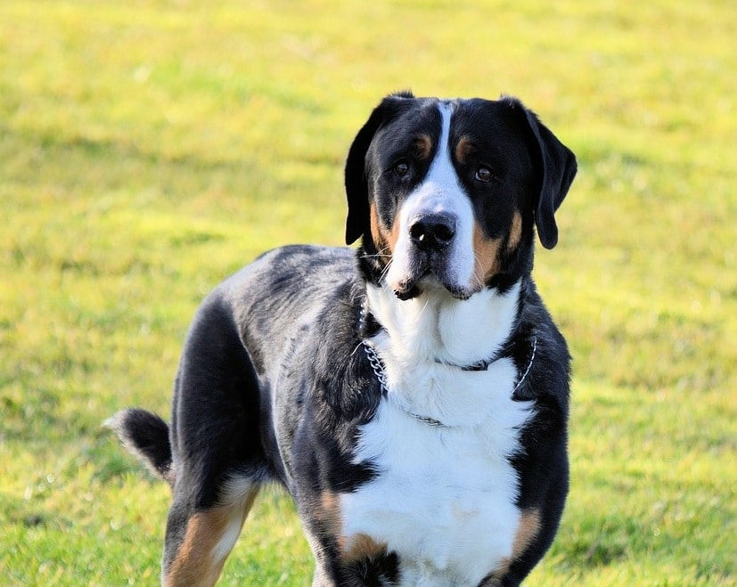 Kentucky Dog Bite Law Law Office of Todd W. Burris, PLLC